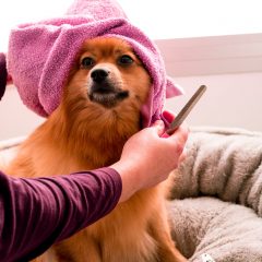 Higiene y buena salud: un binomio inseparable para el mejor cuidado de tus mascotas